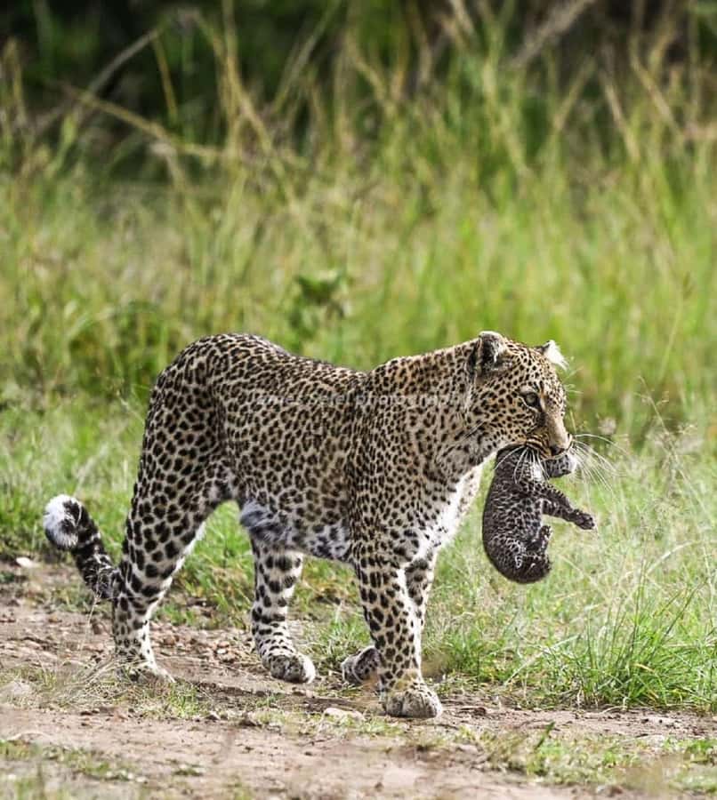 Nairobi national park game drive - Tips for getting more from the four hours