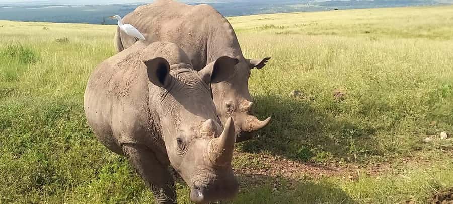 Nairobi national park game drive - Should you book this Nairobi safari?