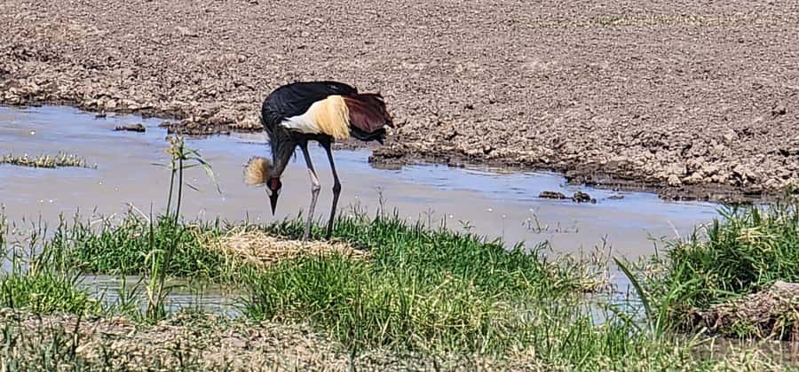 Nairobi national park game drive - FAQ
