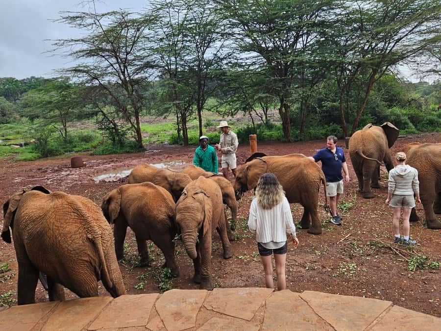 Nairobi National Park,Giraffe Center,Orpanage&Karen Blixxen - A city safari with a surprisingly wild start
