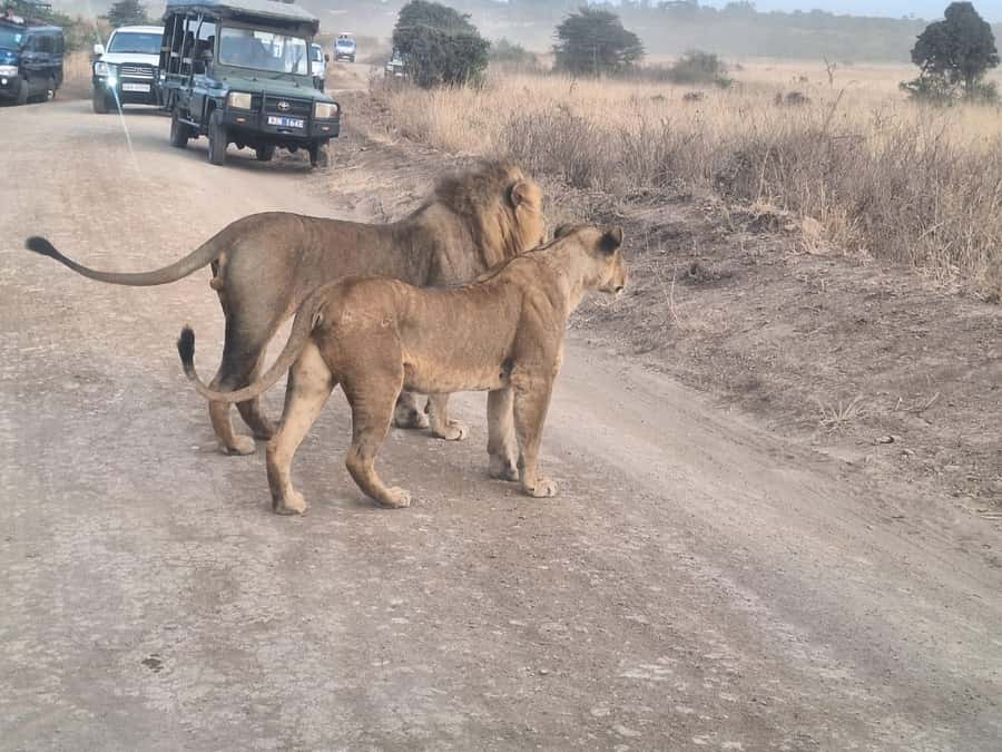 Nairobi National Park,Giraffe Center,Orpanage&Karen Blixxen - Baby elephants and the work behind their care