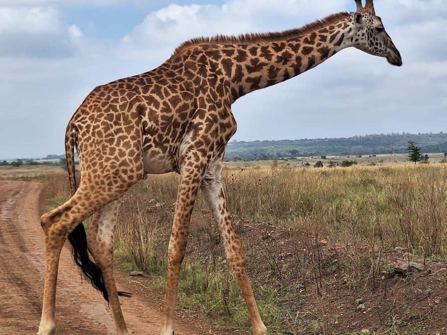 Nairobi National Park,Giraffe Center,Orpanage&Karen Blixxen - Bomas of Kenya and the human side of the itinerary