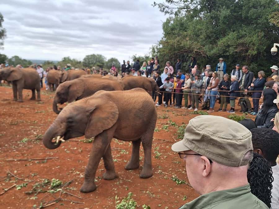 Nairobi National Park,Giraffe Center,Orpanage&Karen Blixxen - The real cost of this Nairobi day