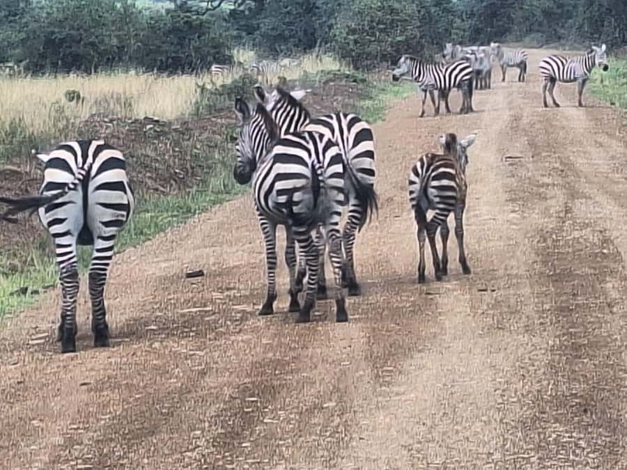 Nairobi National Park,Giraffe Center,Orpanage&Karen Blixxen - Should you book this Nairobi wildlife and culture tour?