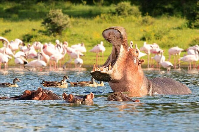 Nairobi National Park Group Tour. - The four to five hour game drive