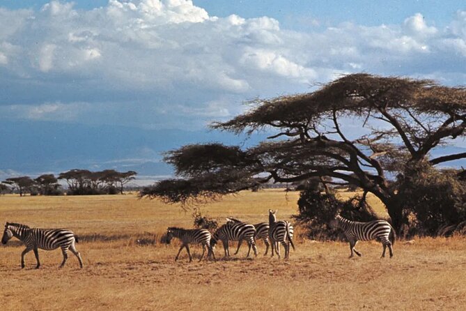 Nairobi National Park Group Tour. - Rhinos, birds, and what you may see