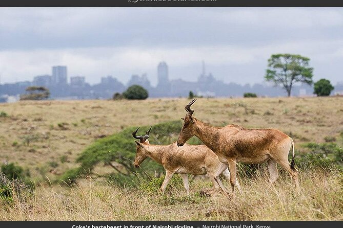 Nairobi National Park Group Tour. - Timing, cancellation, and small practical choices