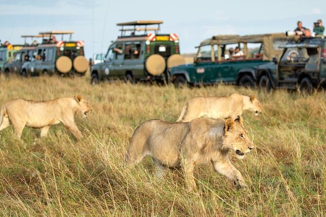 Nairobi National Park Group Tour. - Pickup from your hotel or the airport