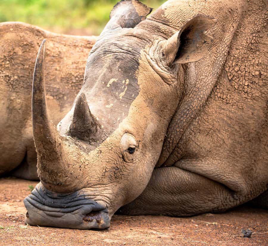 Nairobi: National Park Guided Game Drive - Key points at a glance