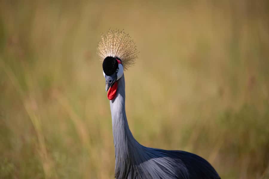 Nairobi: National Park Guided Game Drive - Lions, rhinos, and the sightings that matter most
