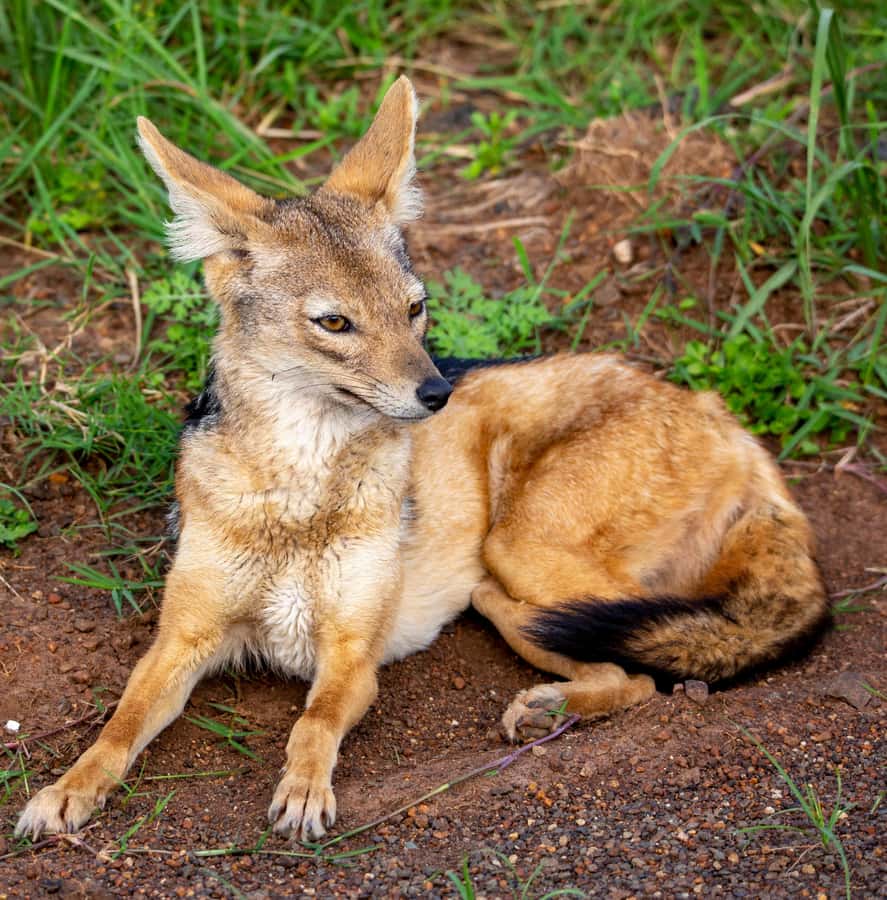 Nairobi: National Park Guided Game Drive - Birdwatching beyond the big animals
