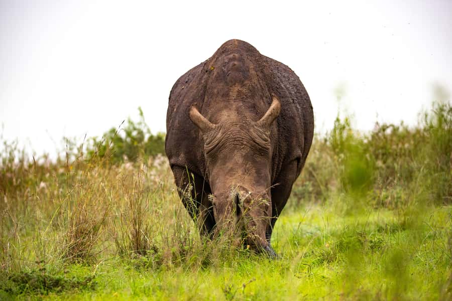 Nairobi: National Park Guided Game Drive - Vehicle comfort and photography
