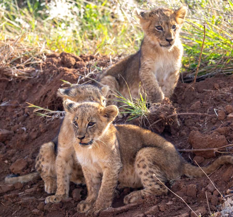 Nairobi: National Park Guided Game Drive - The real cost and what you receive