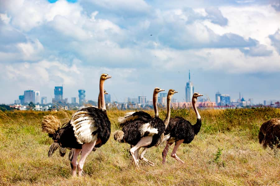 Nairobi: National Park Guided Game Drive For 5 Hours - Nairobi’s skyline meets a real wildlife reserve