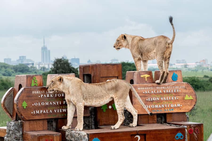 Nairobi: National Park Guided Game Drive For 5 Hours - Lions, rhinos, and the animals you may find