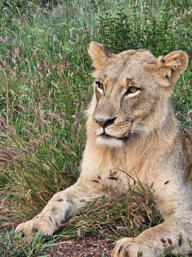 Nairobi: National Park Guided Game Drive For 5 Hours - Why the guide can make or break the outing