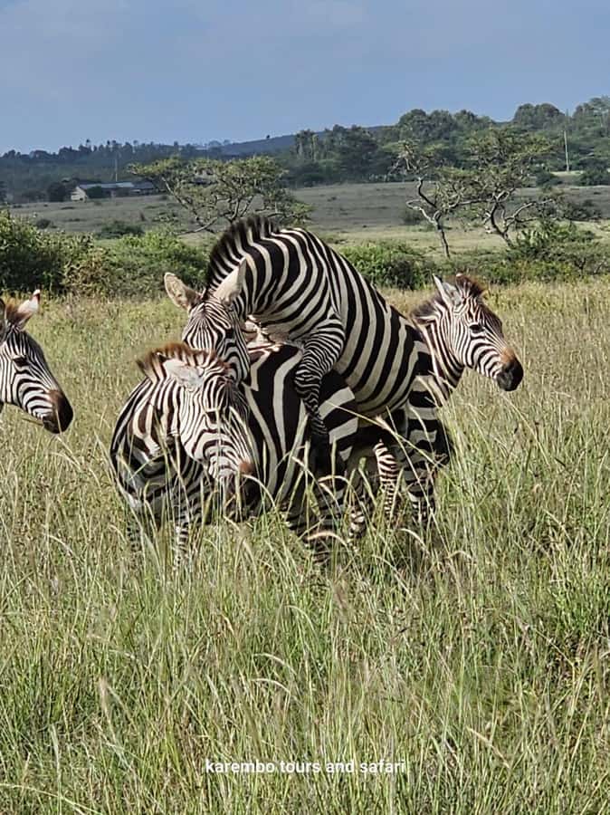 Nairobi: National Park Guided Game Drive For 5 Hours - Morning or afternoon: choosing the better departure