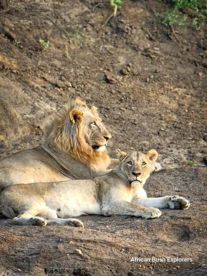 Nairobi: National Park Guided Game Drive For 5 Hours - The true cost of this Nairobi safari