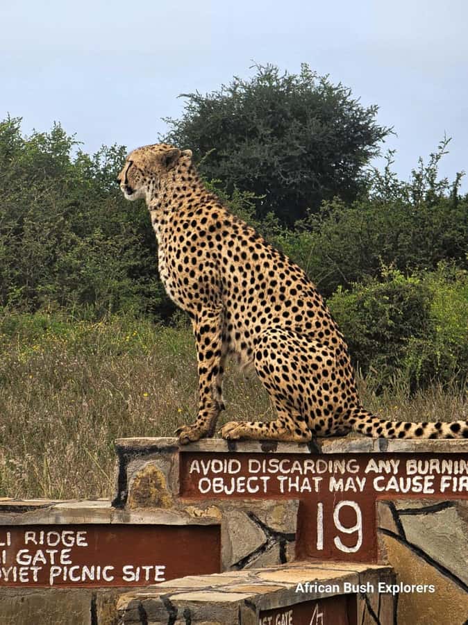 Nairobi: National Park Guided Game Drive For 5 Hours - Photography and the city backdrop