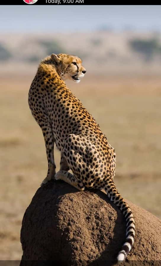 Nairobi: National Park Guided Game Drive For 5 Hours - Booking advice before you pay