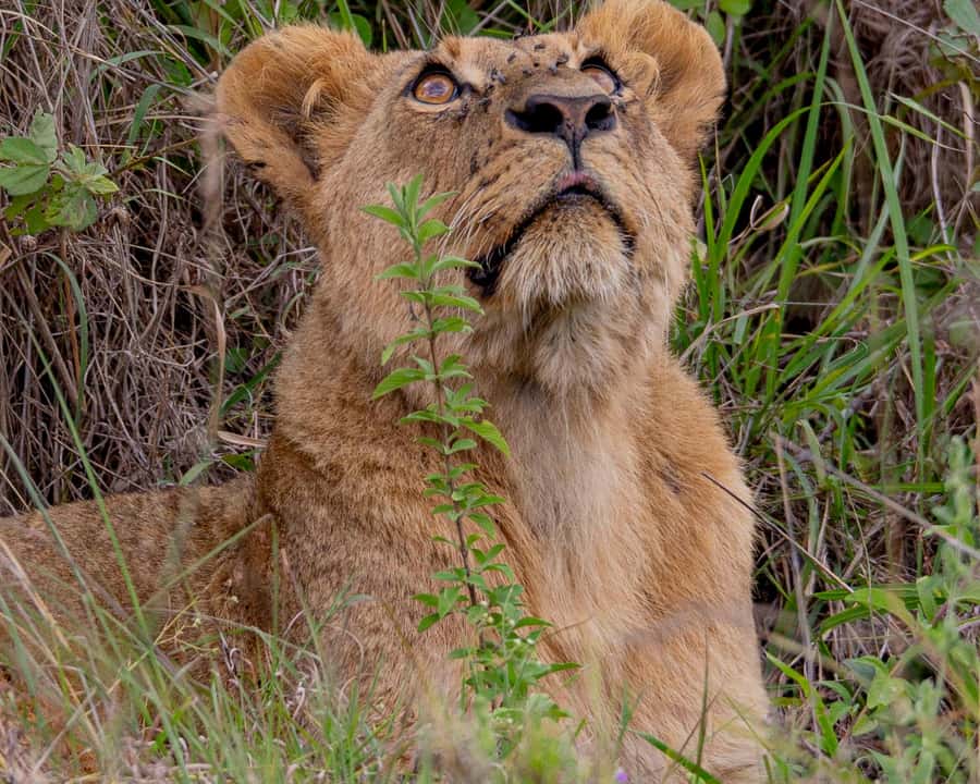 Nairobi: National Park Guided Game Drive - From Nairobi hotel to the park gate
