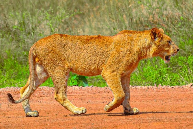 Nairobi National Park Half-Day Game Drive - Why Nairobi National Park works so well for a short visit
