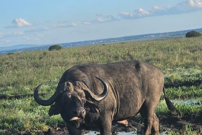 Nairobi National Park Half-Day Game Drive - Four hours among lions, rhinos, and city views