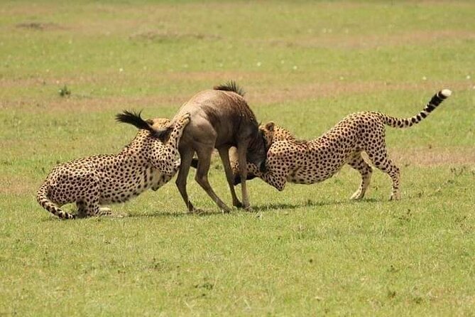 Nairobi National Park Half-Day Game Drive - Morning or afternoon: which departure makes sense?