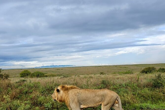 Nairobi National Park Half-Day Game Drive - What the $36 price really means