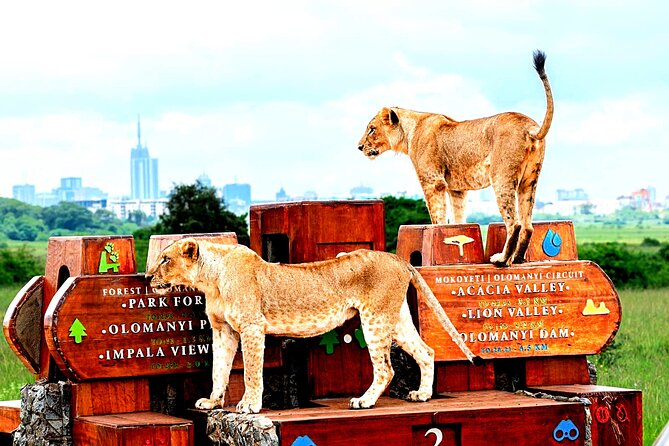 Nairobi National Park Half-Day Game Drive - Who should choose the private jeep?