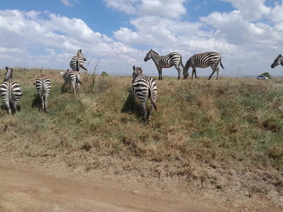 Nairobi National Park: Half-Day Group Tour with Pickup - Key points to know before booking