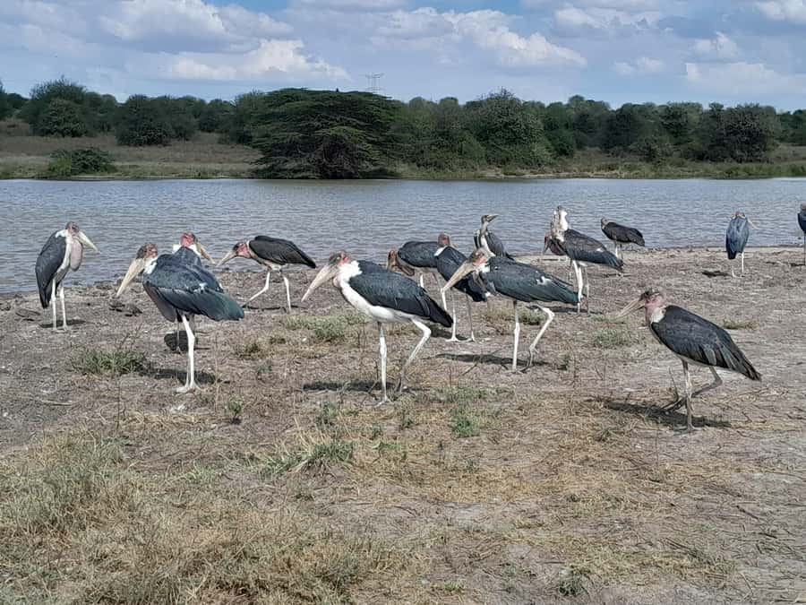 Nairobi National Park: Half-Day Group Tour with Pickup - Four hours in an open-roof safari van
