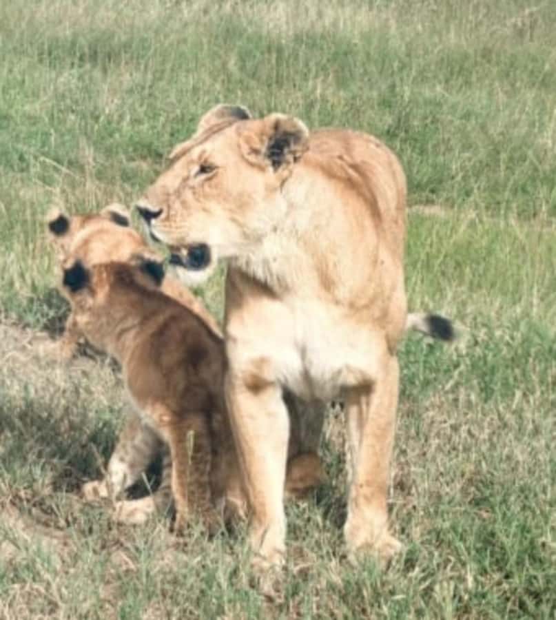 Nairobi National Park: Half-Day Group Tour with Pickup - The viewpoint and a short break