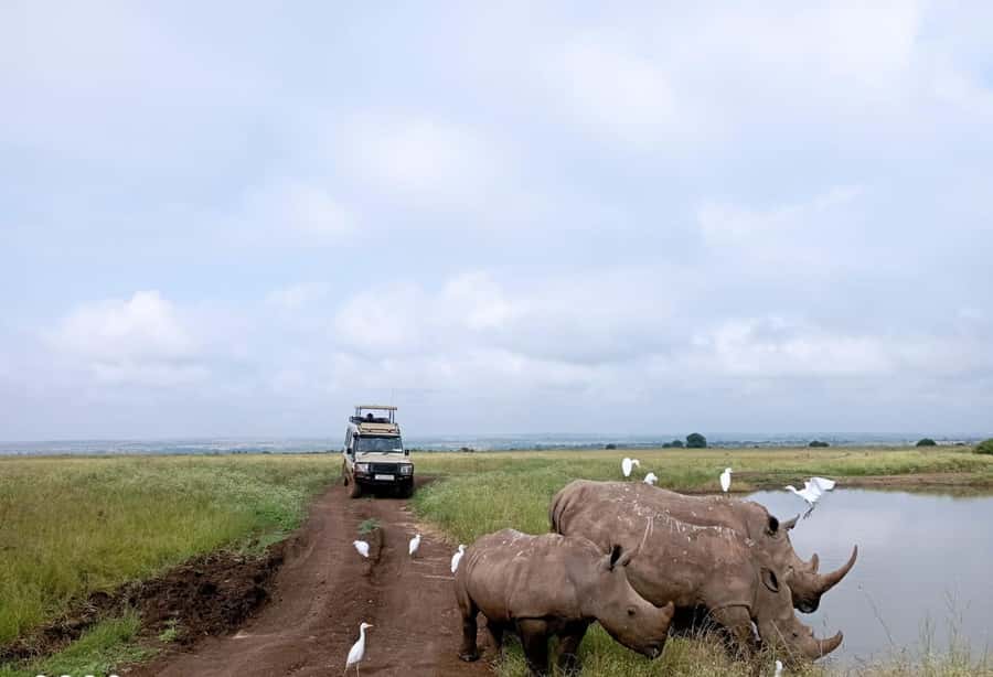 Nairobi National Park: Half-Day Group Tour with Pickup - Pickup from Nairobi, Parklands, Westlands, or Kilimani
