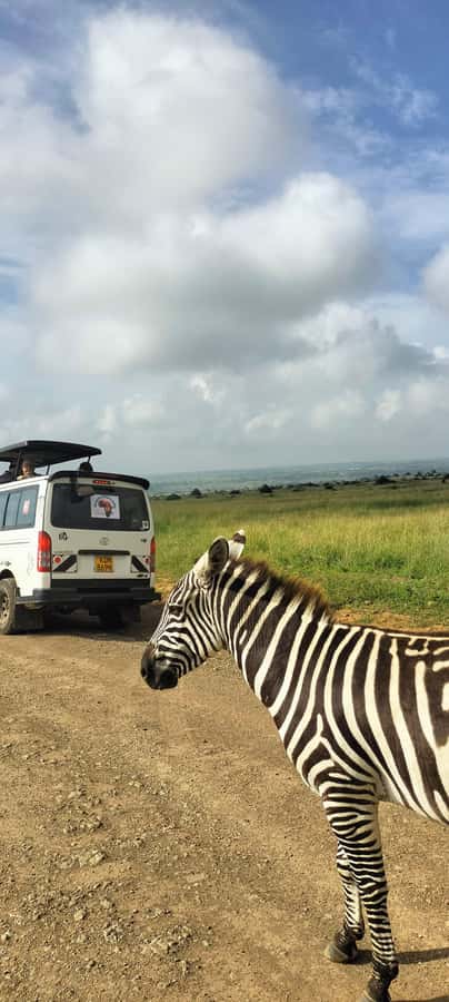 Nairobi National Park Half-Day Guided Game Drive With Pickup - Shared, small-group, or private?