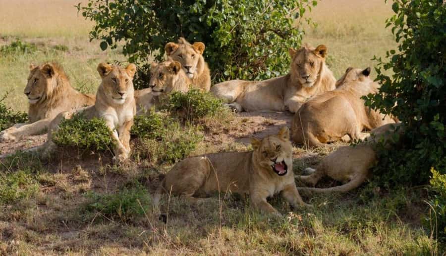 Nairobi National Park Half-Day Guided Game Drive With Pickup - Why this safari works so well in Nairobi