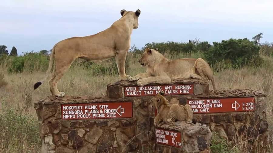 Nairobi National Park Half-Day Guided Game Drive With Pickup - Morning wildlife, afternoon light, or an evening sky