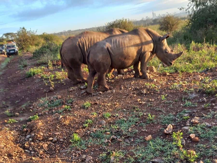 Nairobi National Park Half-Day Guided Game Drive With Pickup - What you might see inside Nairobi National Park