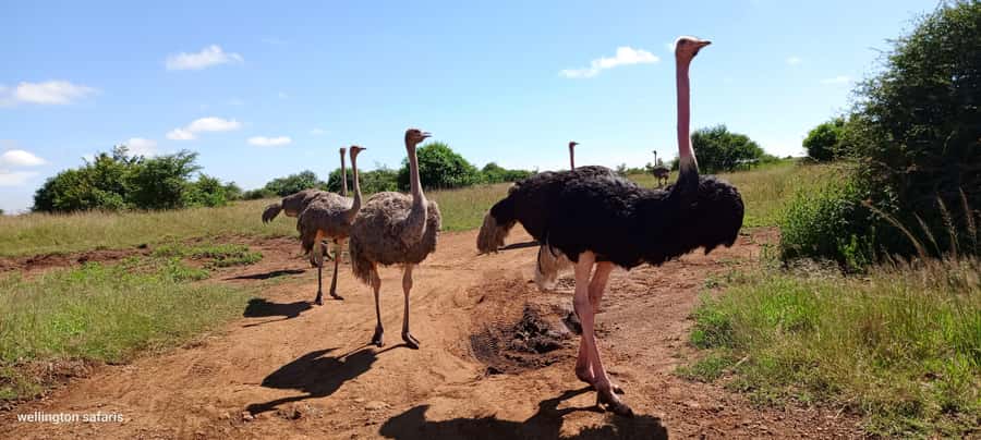 Nairobi National Park Half-Day Guided Game Drive With Pickup - Birdwatching with more than 400 possible species