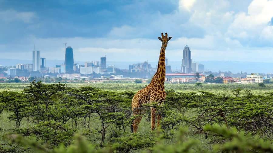 Nairobi National Park Half-Day Guided Game Drive With Pickup - The optional Kobe Tough Beads and Leather stop