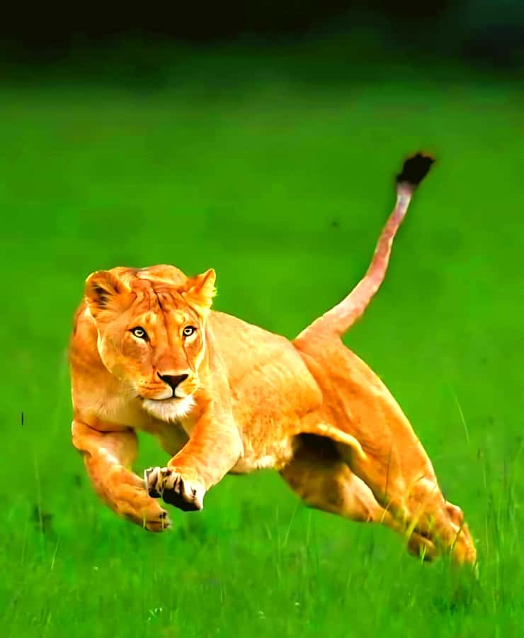 Nairobi National Park Half-Day Guided Game Drive With Pickup - What the $42 price really means