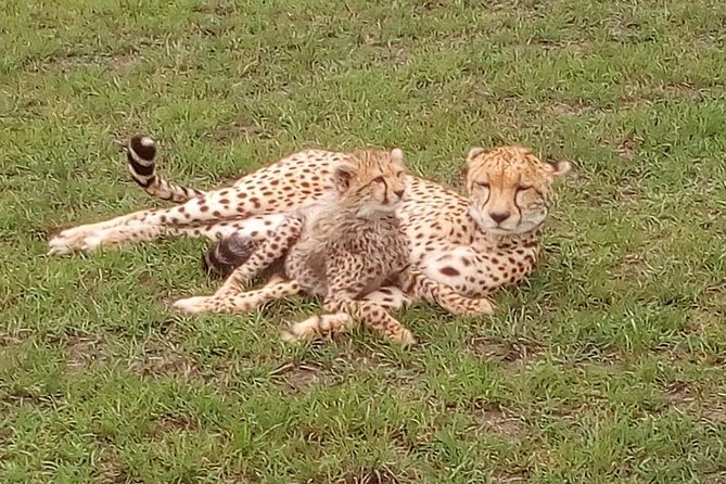 Nairobi National Park Half-Day Tour; Free Wi-Fi connection - Open-roof vehicle, comfort, and photo opportunities