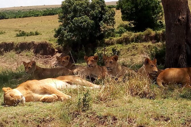 Nairobi National Park Half-Day Tour; Free Wi-Fi connection - The Maasai Market Collections stop in Karen