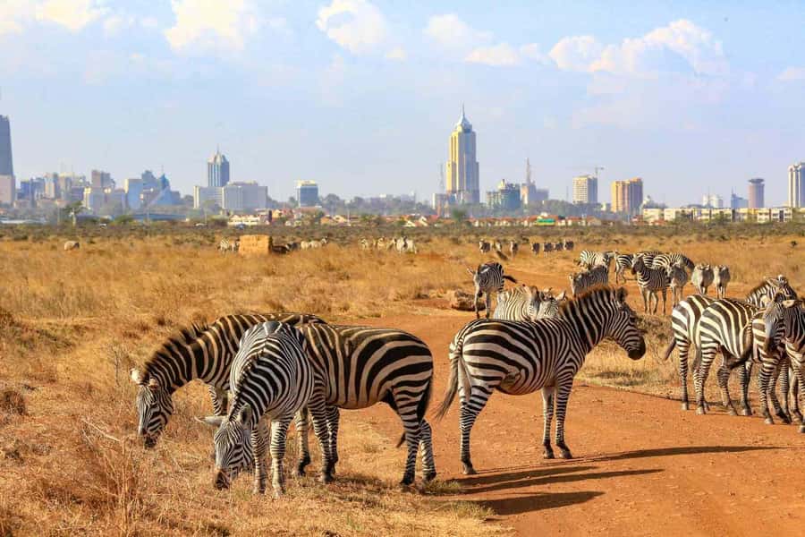 Nairobi National Park Morning Game Drive With Free Pickup - Should you book it?