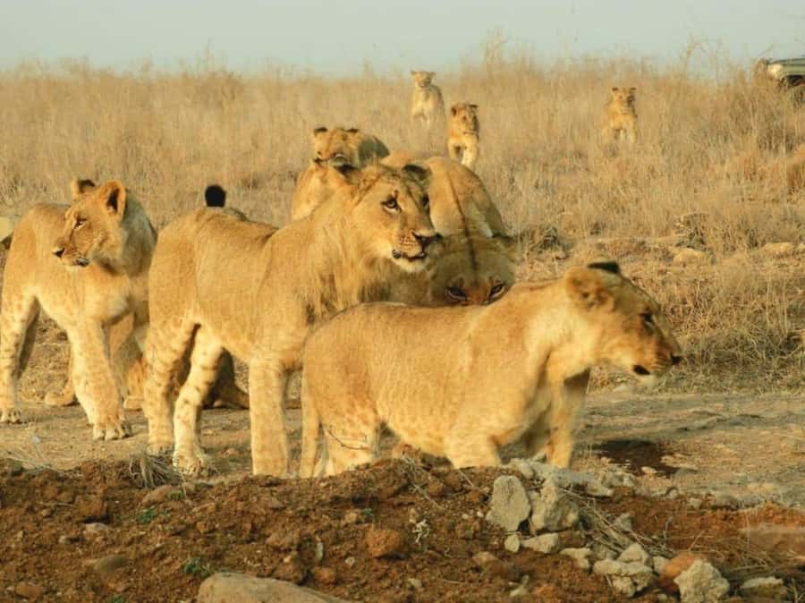 Nairobi National Park Morning Game Drive With Free Pickup - How the return works