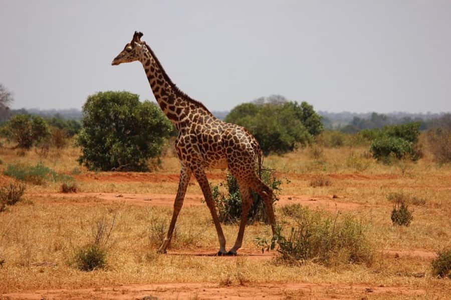 Nairobi National Park Morning Game Drive With Free Pickup - Who should book this morning safari?