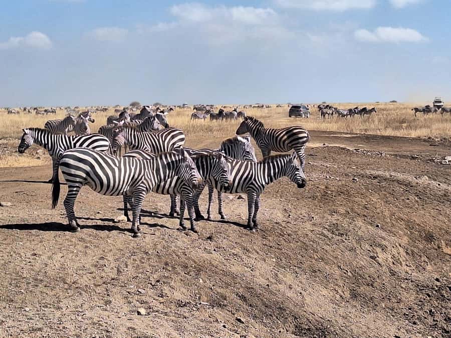 Nairobi National Park Morning Or Evening Game Drive Tour - Key points to know before booking