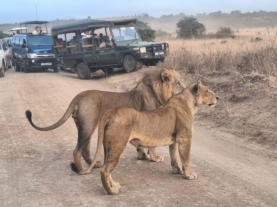 Nairobi National Park Morning Or Evening Game Drive Tour - Why this park is unusual