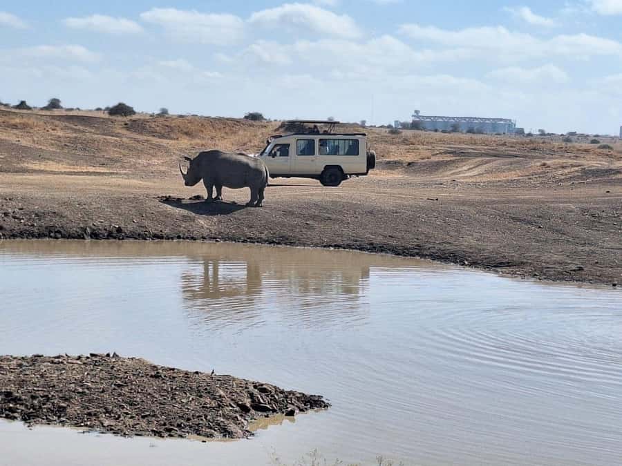 Nairobi National Park Morning Or Evening Game Drive Tour - The animals you may see