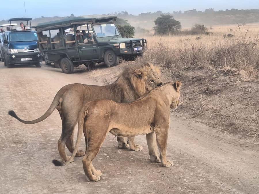 Nairobi National Park Morning Or Evening Game Drive Tour - Guide quality and communication matter